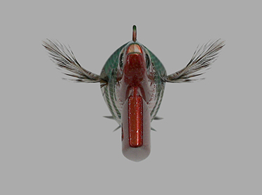 1680739412313143.jpg 372.277hane.jpg