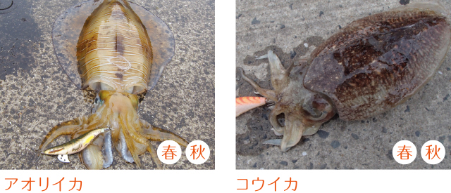 1681524672177209.jpeg p603_tokutyou_06.jpeg