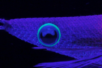 1685601937777771.png egioh_deep_490glow.png