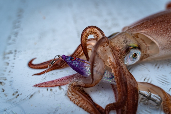 1685682786442038.jpeg upper_95_img03.jpeg